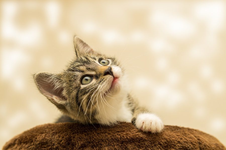 Zdrowe przysmaki dla kotów – jak zadowolić wymagające podniebienia?