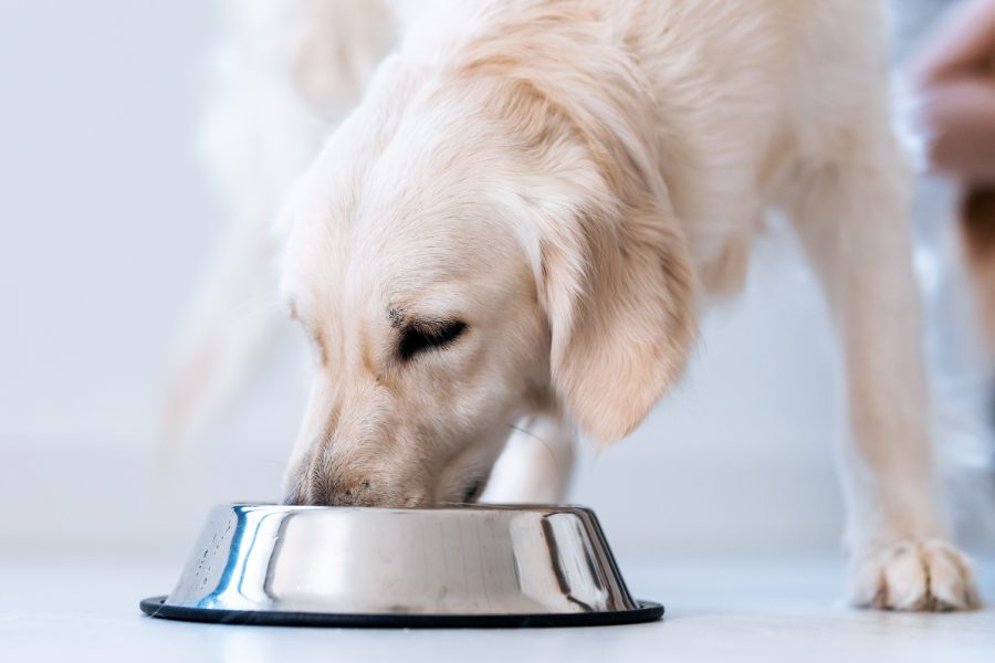 Psia miska pod lupą – z czego powinien się składać posiłek czworonoga?