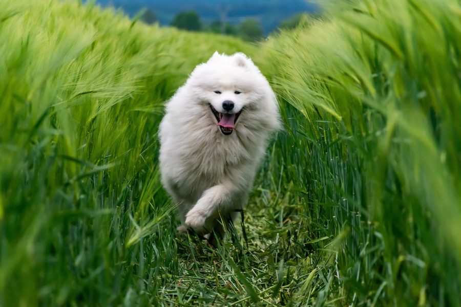 Ile kosztuje Samoyed?