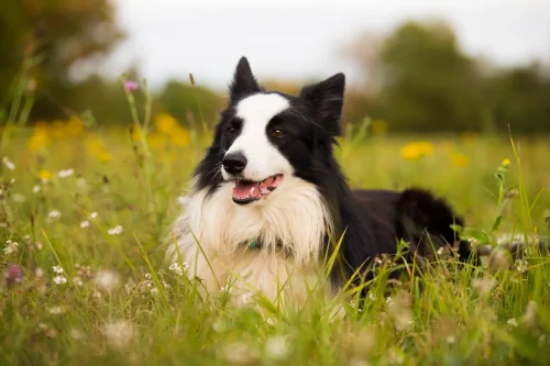 Ile waży border collie?