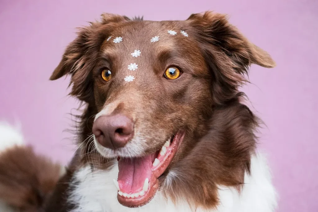 Ile waży border collie? przeciętna waga