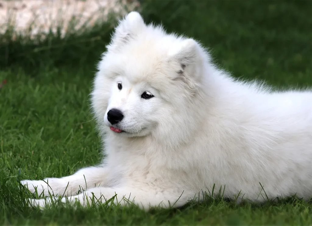 ile kosztuje samoyed? pochodzenie i historia